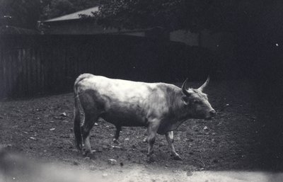 Chillingham bull at London Zoo, June 1917 by Frederick William Bond